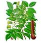 File:Myroxylon balsamum - Köhler–s Medizinal-Pflanzen-140.jpg