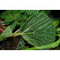 File:Wercklea ferox young leaf.JPG