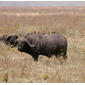 File:African buffalo Syncerus caffer.JPG