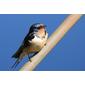 File:Hirundo rustica PP2B.jpg