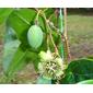 File:Passiflora coriaceae Juss.jpg