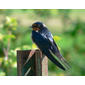 File:Hirundo rustica 06474.JPG