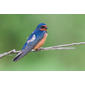 File:BarnSwallow cajay.jpg