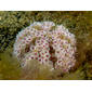 File:Toxopneustes pileolus (Sea urchin).jpg