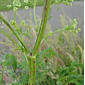 File:Conium maculatum Lincolnshire 3.jpg
