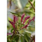 File:Graptophyllum pictum1.JPG