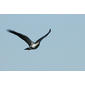 File:Greatsparrowhawk.jpg