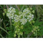 File:Conium maculatum Lincolnshire 1.jpg