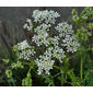 File:Conium maculatum Lincolnshire 2.jpg