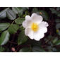 File:Rosa pouzinii FlowerCloseup SierraMadrona.jpg