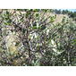 File:Rhamnus alaternus,Aladern.jpg