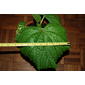 File:Wercklea ferox leaf with scale guide.JPG