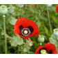 File:Papaver somniferum flowers.jpg