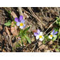 File:Wild Stiefmütterchen (Viola tricolor) (1).JPG