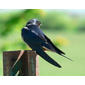 File:Hirundo rustica 06510.JPG
