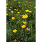 File:Ranunculus repens LC0036.jpg