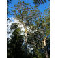 الملف: غابات ويبوا Agathis australis 2.jpg  -أجاسيس  أوسترالس