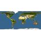 Discover Life: Point Map of Trichomanes diversifrons