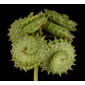 Seed head - side view - highly enlarged - black background