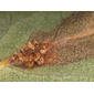 Aborted rust aecia like the ones found to be infected - highly enlarged