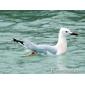 Slender-billed Gull (Larus genei)
