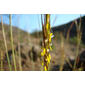 Palha-da-Guiné // Thatching Grass (Hyparrhenia hirta subsp. hirta)