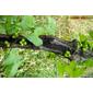 Uva-de-cão // Black Bryony (Tamus communis)