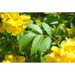Arbusto trompa; Campainhas amarelas // Yellow Trumpetbush (Tecoma stans)