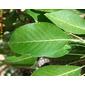 Folhas de Pêra Corno-de-cabra // Wild European Pear leaves (Pyrus communis)