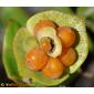 Frutos da Madressilva // Honeysuckle fruits (Lonicera implexa)
