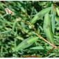 Erva-pessegueira // Redshank (Persicaria maculosa)