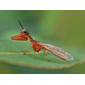 Wierdly beautiful - A Mantisfly