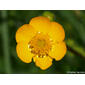 Ranúnculo-bulboso // Bulbous Buttercup (Ranunculus bulbosus subsp. aleae)