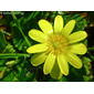 Ficária ou Celidónia-menor // Lesser Celandine (Ranunculus ficaria)