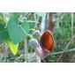 Flor da Erva-cavalinha // Pipe Vine - flower (Aristolochia baetica)
