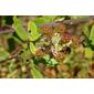 Frutos da Silva: Amoras Silvestres // Elmleaf Blackberry (Rubus ulmifolius)