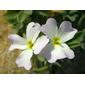 Goivo-da-praia // Silver Sea Stock (Malcolmia littorea)
