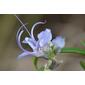 Flor do Alecrim // Rosemary (Rosmarinus officinalis)
