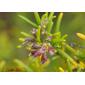 Alecrim // Rosemary (Rosmarinus officinalis)