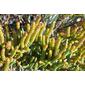 Glaucous Glasswort (Arthrocnemum macrostachyum)