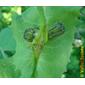 Serralha // Smooth Sow-thistle (Sonchus oleraceus)