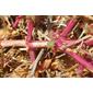 Barrilha-espinhosa; Soda-espinhosa // Russian Thistle; Saltwort (Salsola kali)