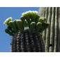 Saguaro in Bloom