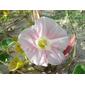 Convolvulus soldanella (Sea Bindweed / Zeewinde) 0189