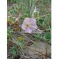 Convolvulus soldanella (Sea Bindweed / Zeewinde) 0189