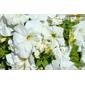 Petúnias // Large White Petunia (Petunia axillaris)
