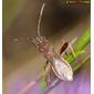 Percevejo // Bug (Camptopus lateralis)