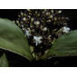 Floscopa robusta (Seub.) C.B. Clarke