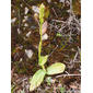 Neotínea-malhada // Dense-flowered Orchid (Neotinea maculata)