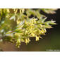 Feno-de-cheiro // Vernalgrass (Anthoxanthum aristatum)